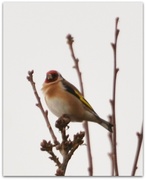 26th Dec 2013 - Goldfinch