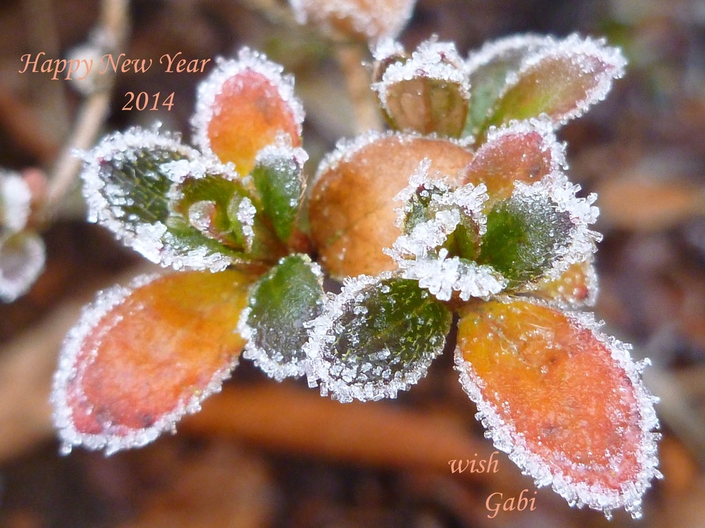 Happy New Year! by gabis