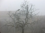 21st Dec 2013 - Fog