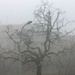 Fog by gabis