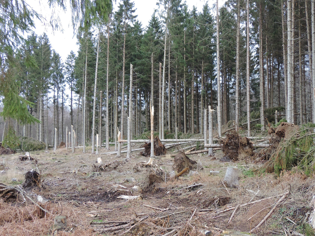 Broken trees by gladogfrisk