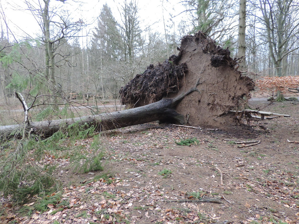 Fallen tree by gladogfrisk