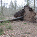 Fallen tree by gladogfrisk