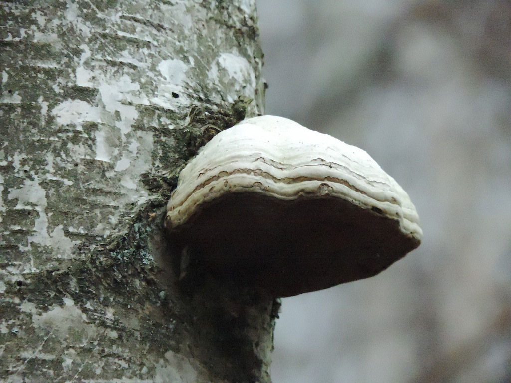 Mushroom by gladogfrisk
