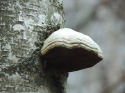 21st Nov 2013 - Mushroom