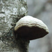 Mushroom by gladogfrisk