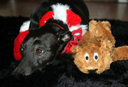 25th Dec 2013 - Ruby with one of her Christmas Pressies