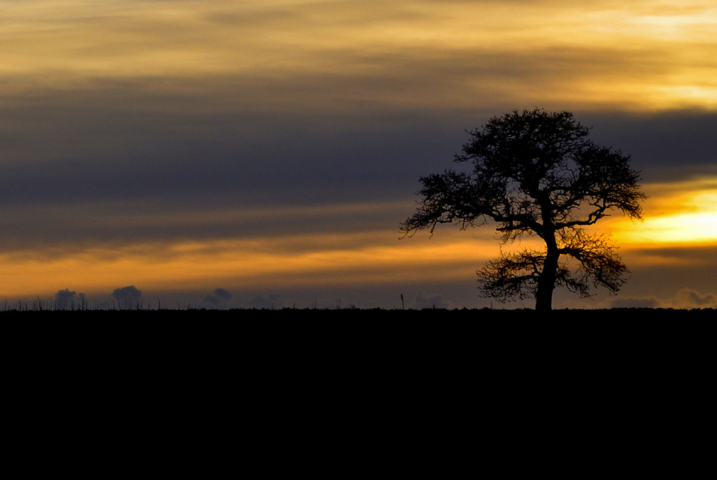 Extremely Lone Tree by andycoleborn