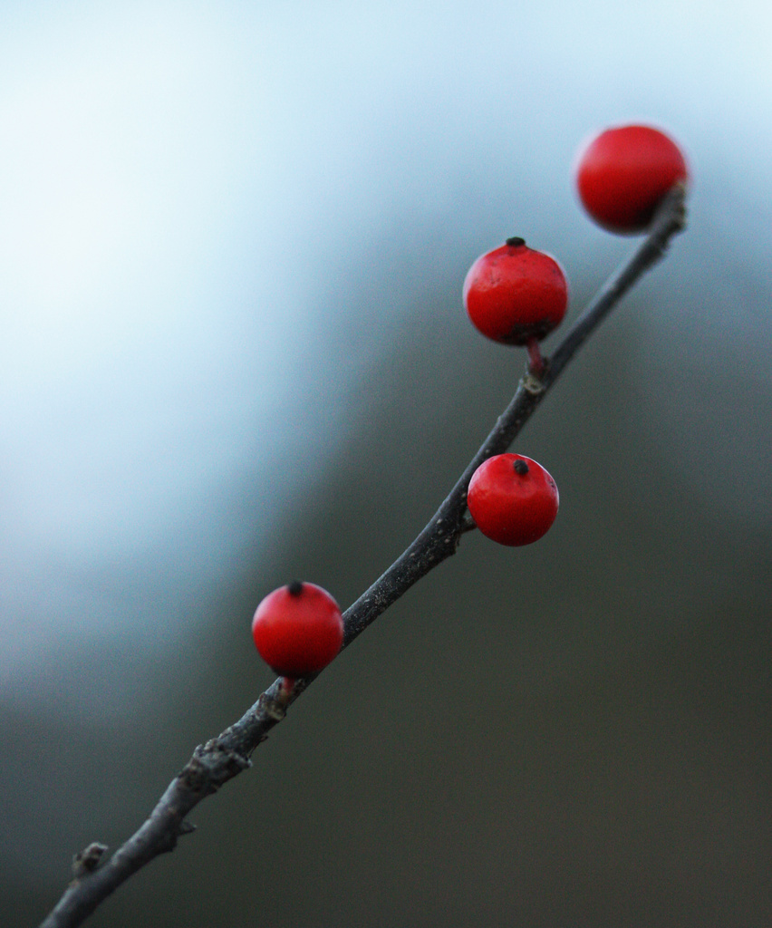 Winterberry by mzzhope