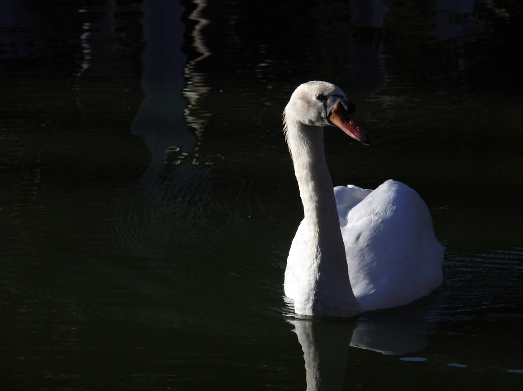 Swan Elegance  by pdulis