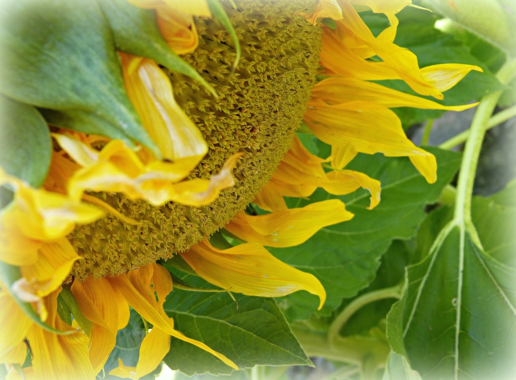 a late sunflower by quietpurplehaze