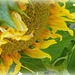 a late sunflower by quietpurplehaze