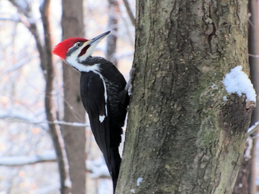 Pileated woodpecker.  by maggie2