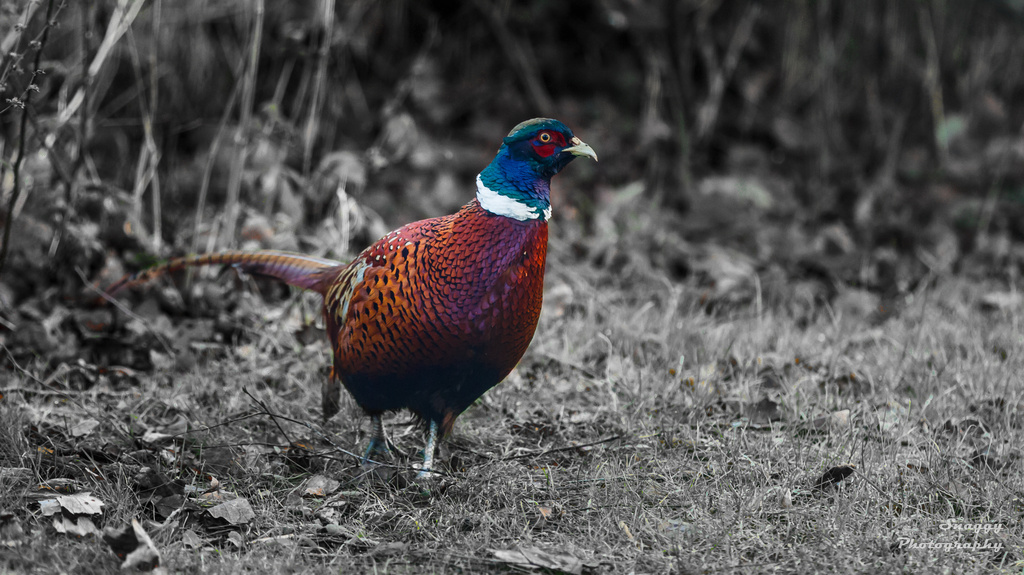 Day 359 - Christmas Turkey...well Pheasant anyway by snaggy