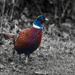 Day 359 - Christmas Turkey...well Pheasant anyway
