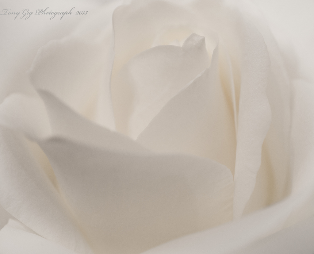 White Rose by tonygig