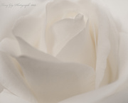 27th Dec 2013 - White Rose