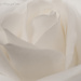 White Rose by tonygig