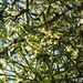 A mass of mistletoe by filsie65