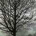 #356 Winter Tree by denidouble
