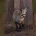 Bat-eared Fox by leonbuys83
