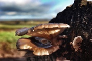23rd Dec 2013 - Big Fungi ...