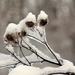 Frozen Thistles by pdulis