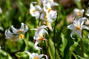 10th Jul 2013 - Alpine Lilies