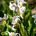 Alpine Lilies by jankoos