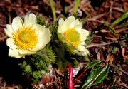 23rd Jul 2013 - Emerging Pasque flowers