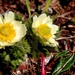Emerging Pasque flowers by jankoos