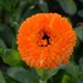 Mystery flower.  Hampton Park gardens by congaree