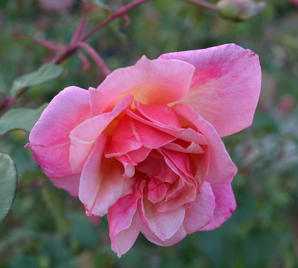 Rose, Hampton Park gardens, Charleston, SC by congaree