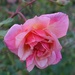 Rose, Hampton Park gardens, Charleston, SC by congaree