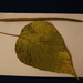 leaf and fruit catalpa by inspirare