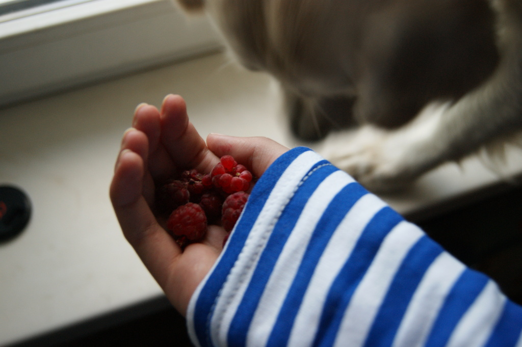 dog eat raspberries by inspirare