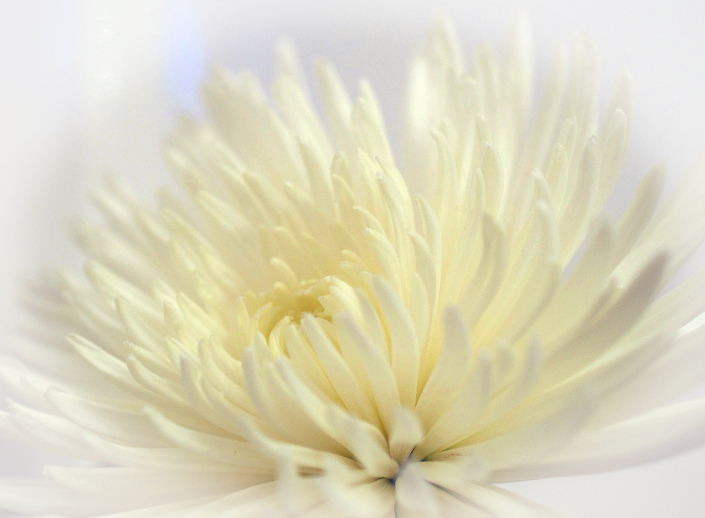 White Flower by tonygig