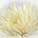 White Flower by tonygig