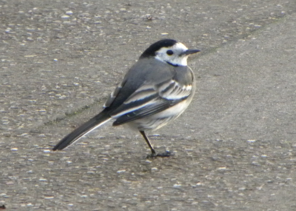 Pied Wagtail by oldjosh