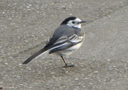 21st Dec 2013 - Pied Wagtail