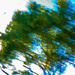 (Day 317) - Tree Streaks by cjphoto