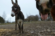 28th Dec 2013 - Just for fun: How Keiros welcomed the donkey ;-D