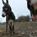 Just for fun: How Keiros welcomed the donkey ;-D by parisouailleurs