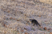 25th Dec 2013 - Raccoon