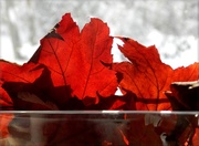 28th Dec 2013 - Saved Fall Leaves