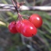 High Bush Cranberries by bjywamer