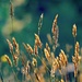 Long grass by teodw
