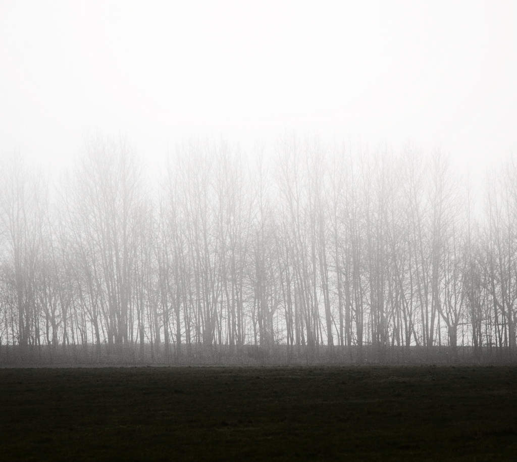 Mist and trees ~ 1 by seanoneill