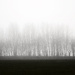 Mist and trees ~ 1 by seanoneill