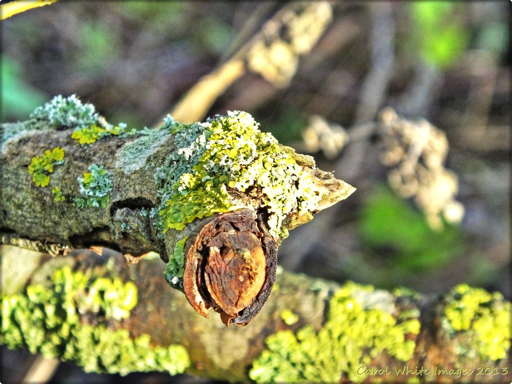 Lichen by carolmw
